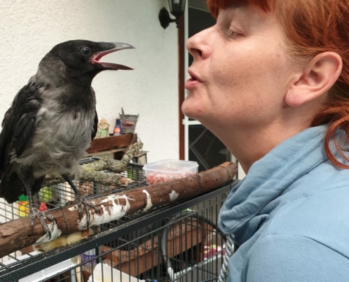 Vogelauffangstation Tierarzt Neuenhagen